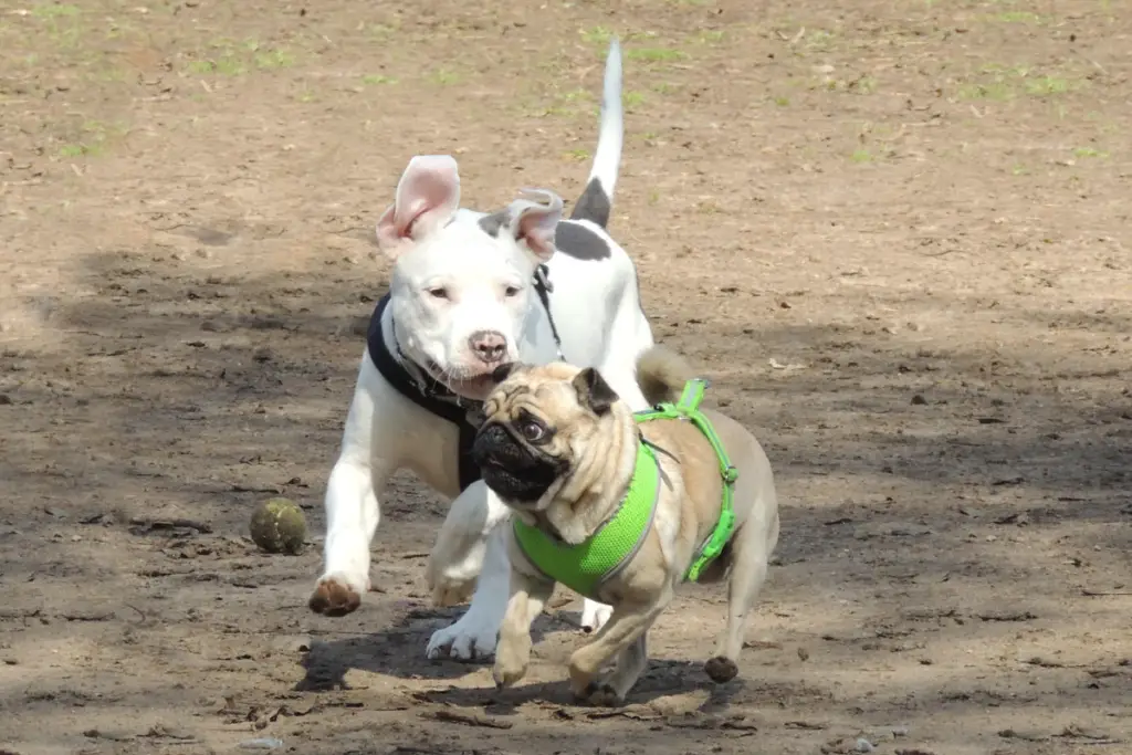 photo of a pit bull playing with a small dog to show how to introduce pit bulls to small dogs