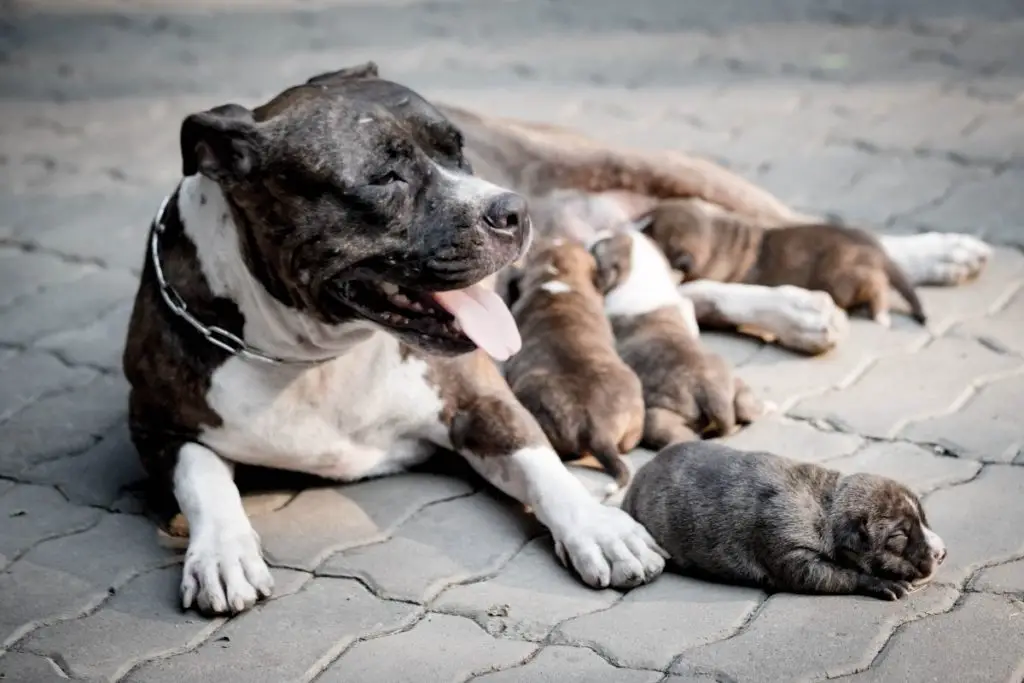 a photo of a pit bull with her puppies to show if pit bulls do eat their puppies