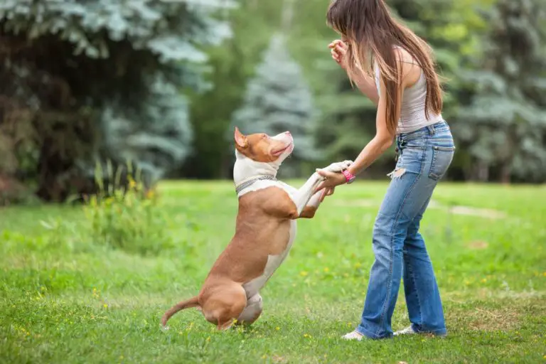 Are Pit Bulls High Maintenance? 7 Tips to Take Care of Your Pit Bull