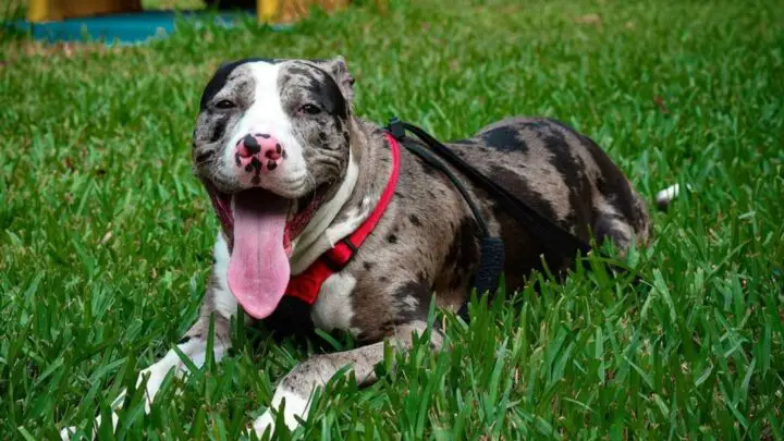 a photo of a merle pit bull to show rare pit bull colors