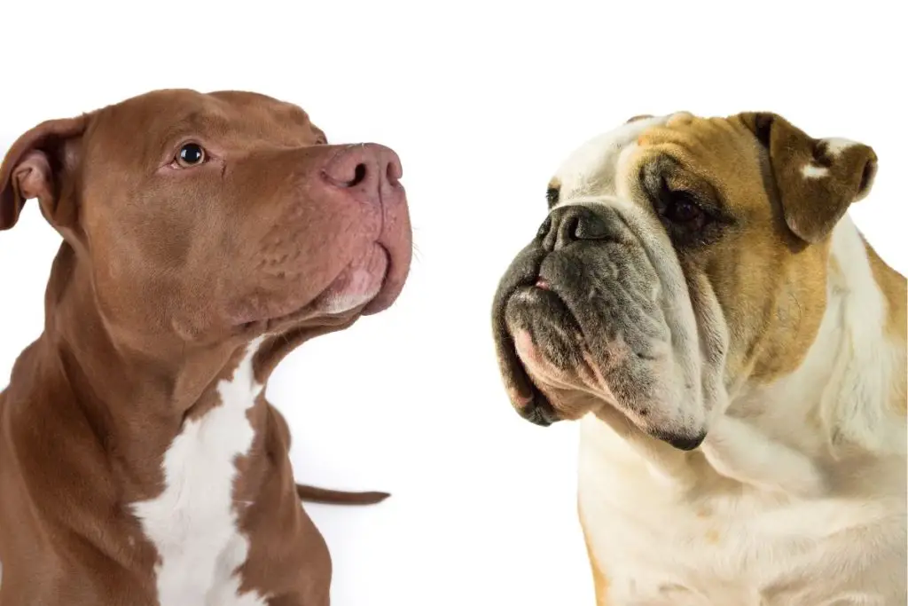 a photo of a Pit Bull and a Bulldog looking similar to show that Pit Bulls and Bulldogs are related