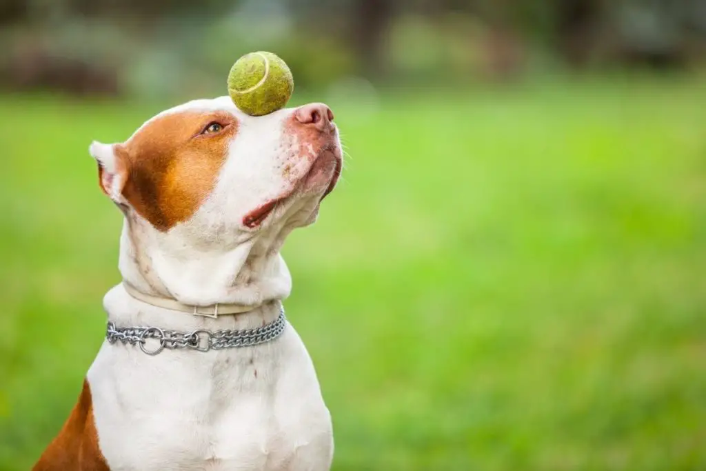 Pitbull balancing a tennis ball to illustrate how much do pitbulls cost without papers