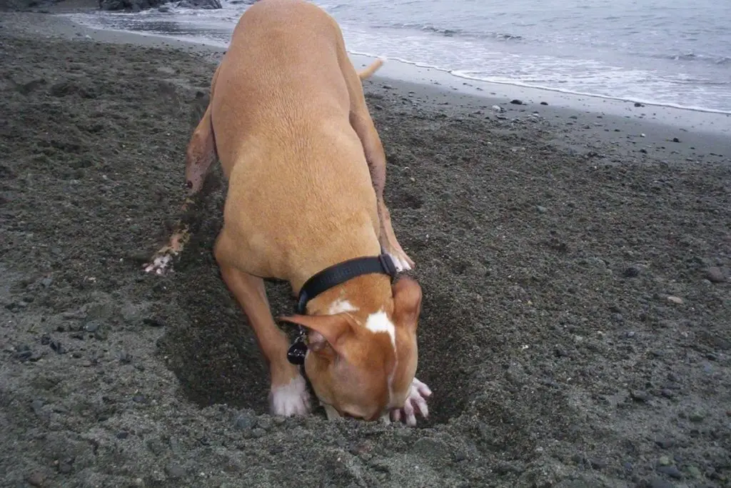Pitbull digging to show why do pitbulls like to dig 