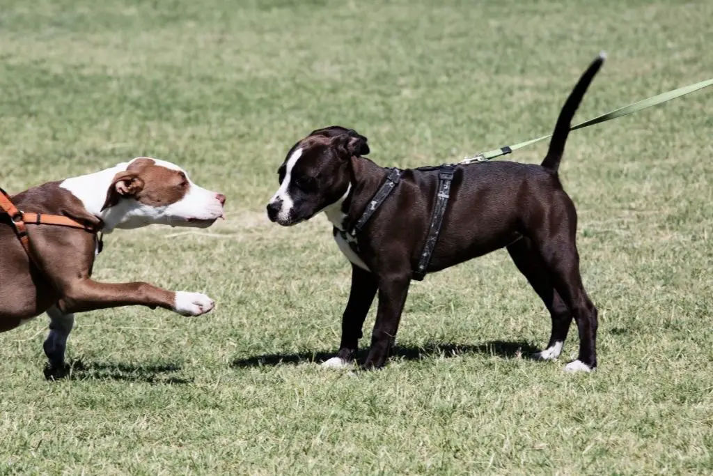 two pitbulls playing to show how to make two pitbulls get along well 