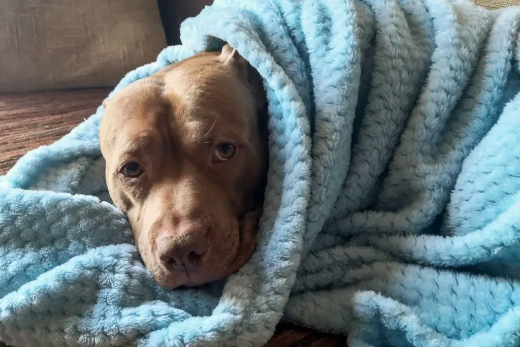 Pitbull sleeping under a blanket to show why do pit bulls sleep under the covers