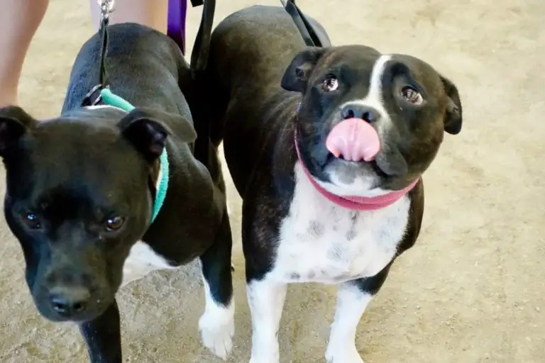 How to Make Two Pitbulls Get Along? Effectively and Quickly￼