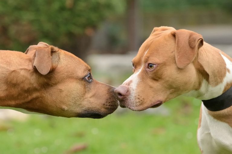 Why Are Pit Bulls So Stubborn? How to Deal With Stubborn Pitties