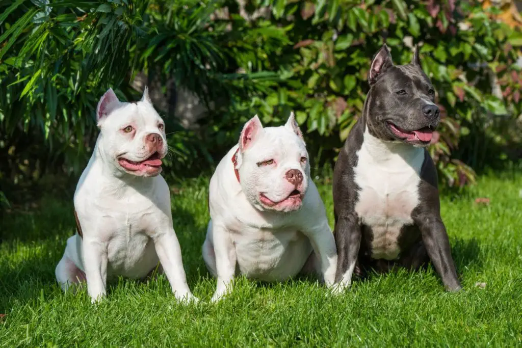 a photo of american bullies to show they are stubborn