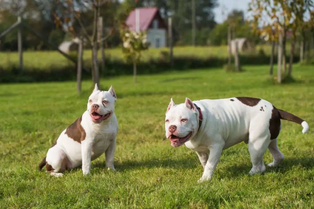 a photo of two American Bullies to show are American Bullies smart