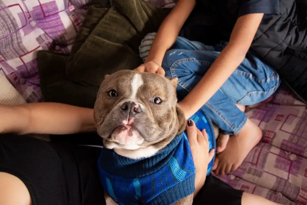 a photo of an American bully with its owners to show whether American bullies are high maintenance