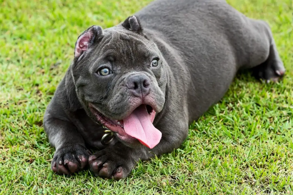 a photo of an American bully to show that American bullies are friendly