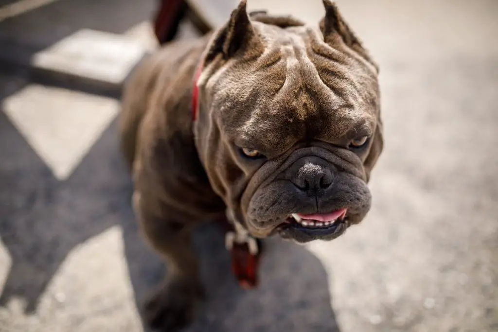 A photo of an American bully to show if American bullies are banned