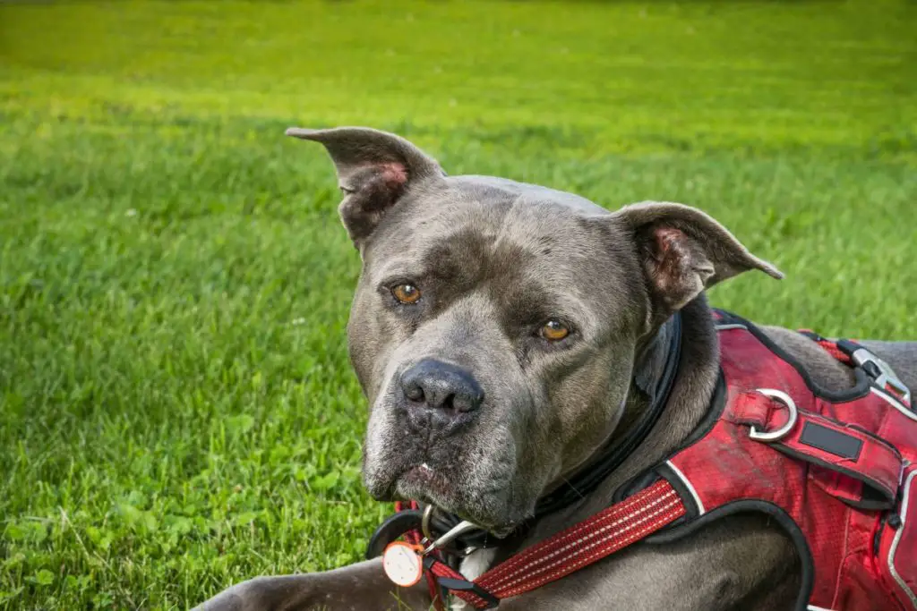 a photo of an American bully to show if the American bully is a restricted breed