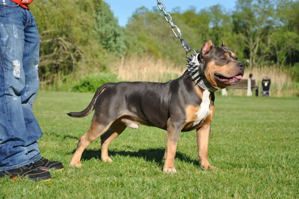 a photo of a bully to show standing guard to show if your American bully will protect you