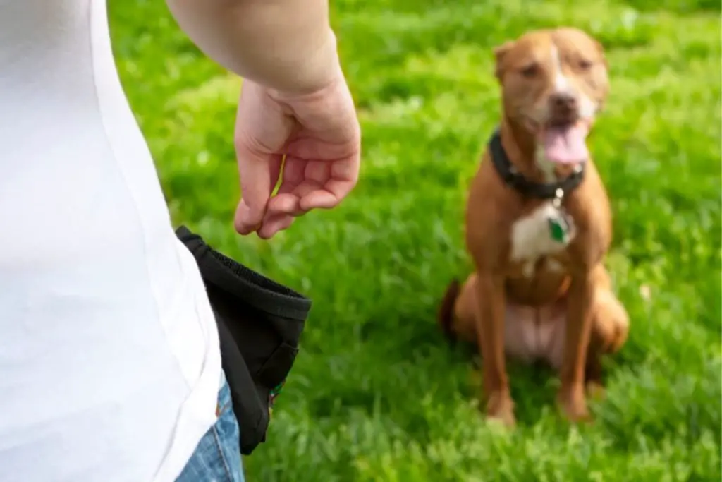 a photo of a dog training to show that American Bullies are easy to train