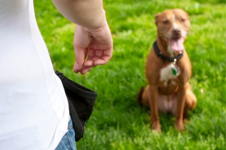 Are American Bullies Easy to Train?  5 Tips You Need