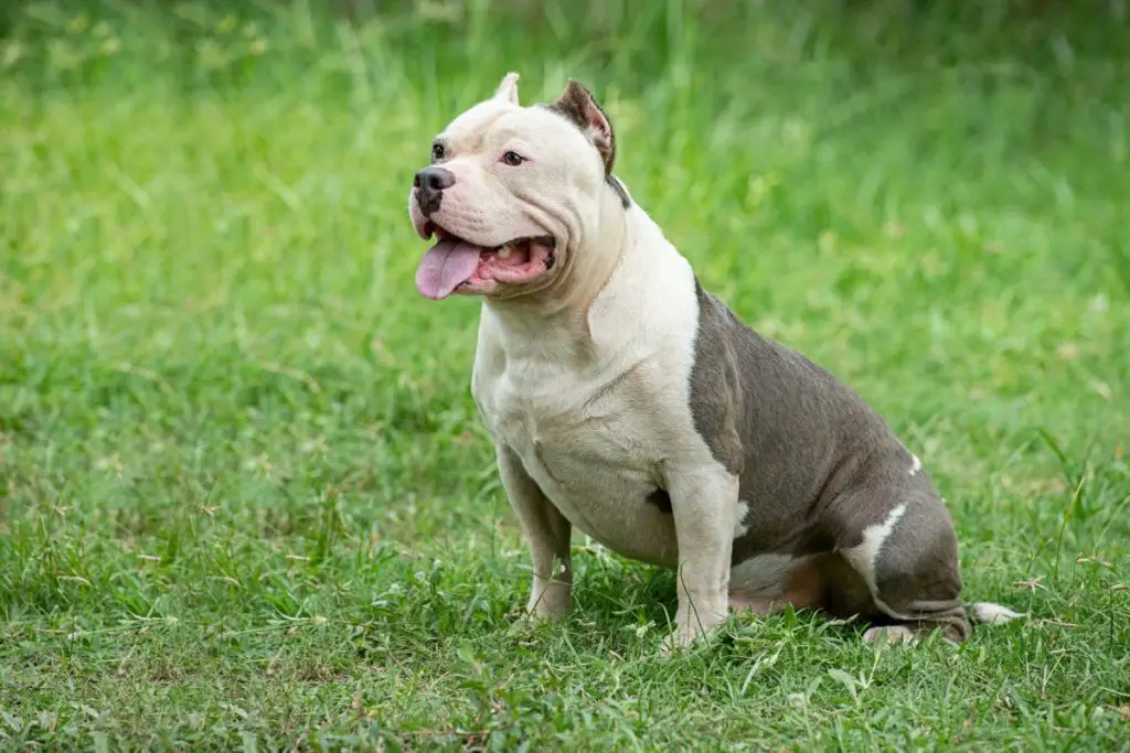 a photo of an American bully to show the American bully history