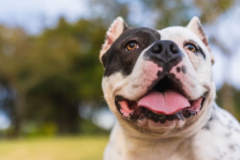 When Does An American Bully’s Head Crack?