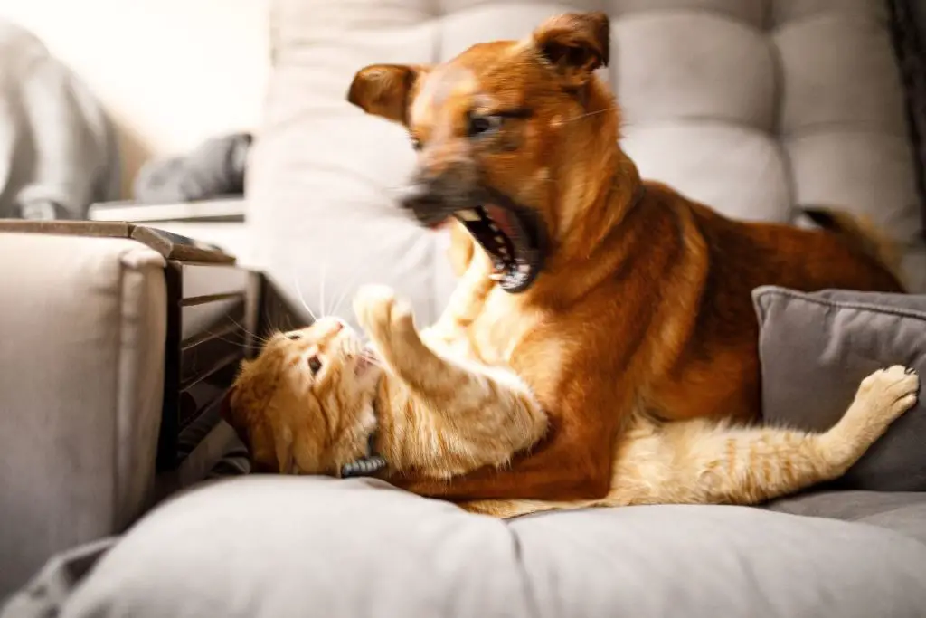 dog and cat fighting to answer will your dog eat your kitten