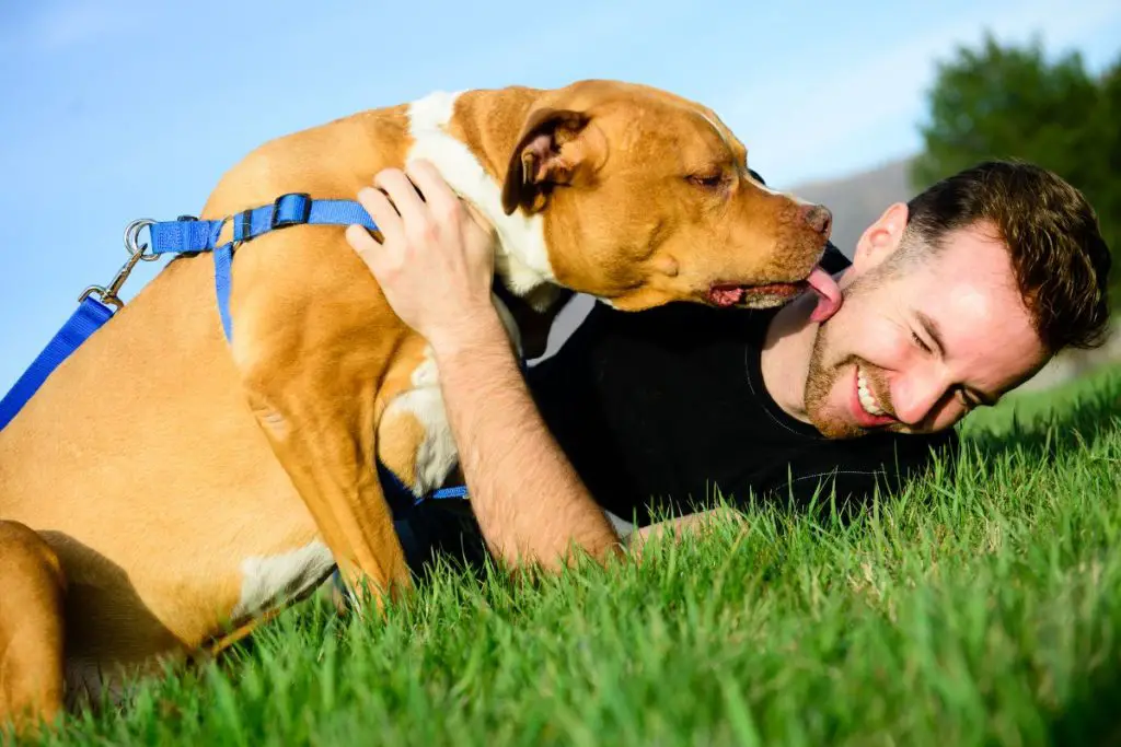 a photo of dog licking its owner's face to show if Pit Bulls do have a favorite person