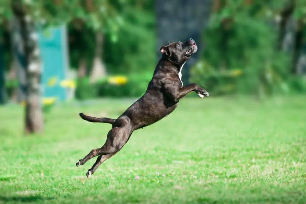 a photo of a pit bull jumping to show high can a pit bull jump
