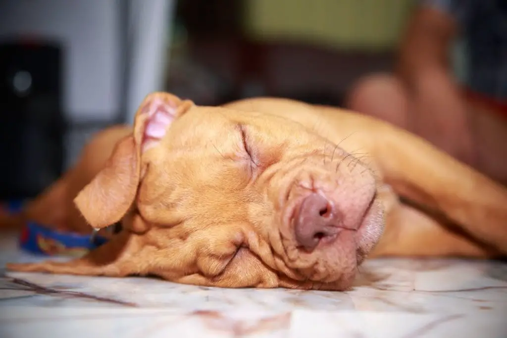 a photo of a pit bull sleeping to show why your pit bull is so ;azy
