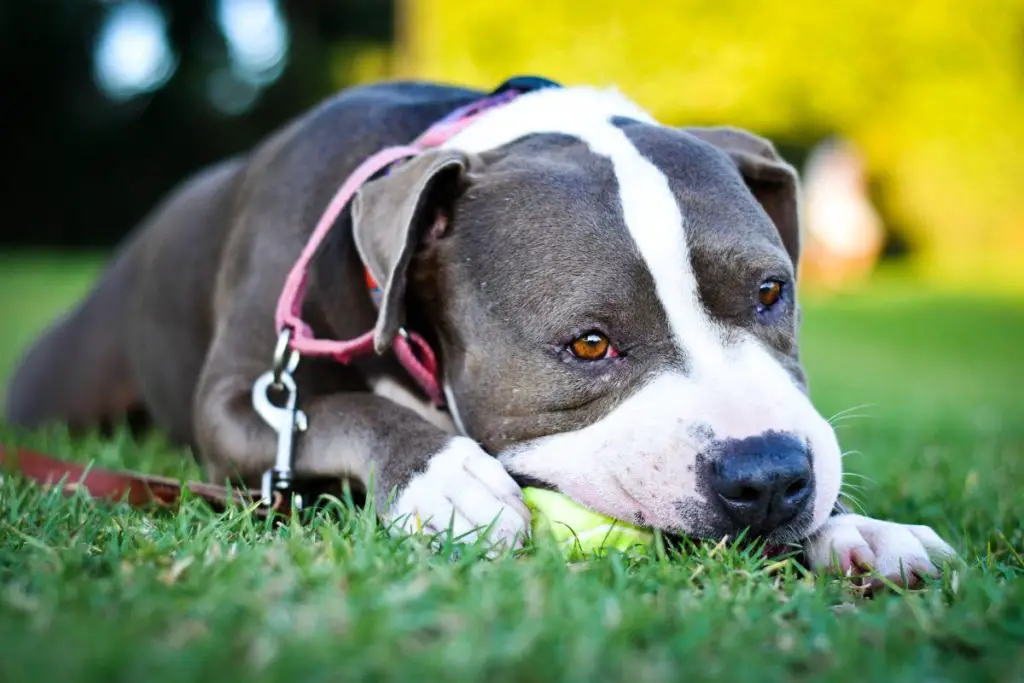 a photo of a Pit Bull nibbling on a toy to show why Pit Bulls nibble