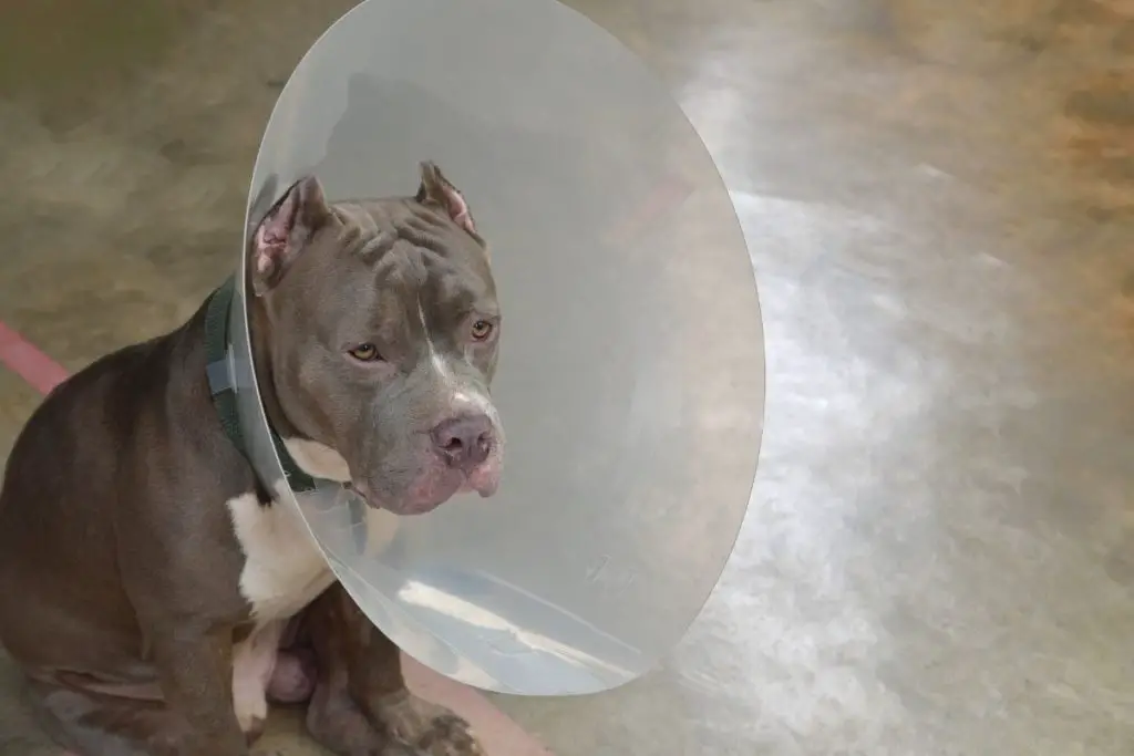 a photo of a sick pit bull to show pit bull health problems