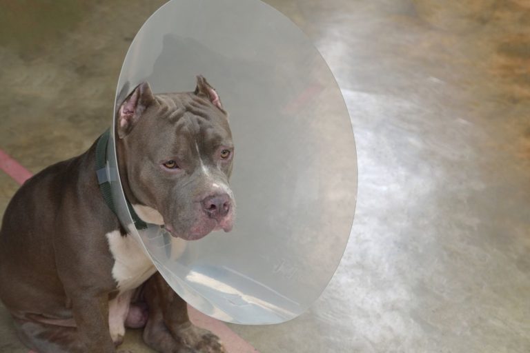 Is It Good to Neuter a Pit Bull? 11 Pros and 5 Cons To Consider