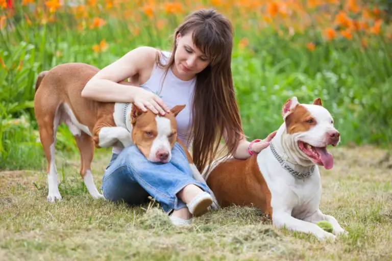 Do Female Pit Bulls Get Along? A Guide with Pro Tips