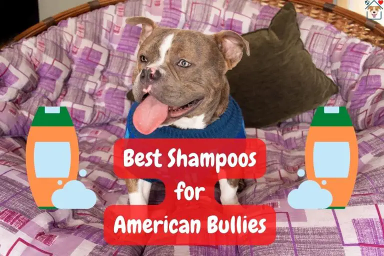 The 5 Best Shampoos For American Bullies in 2022 According to Vets
