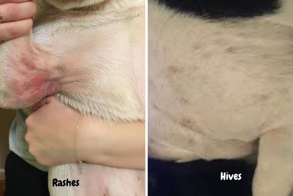 a photo of dog rash to show why does your pit bull have a rash