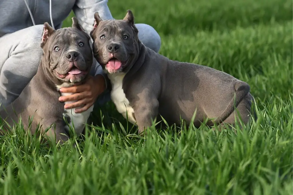 a picture of two american bullies to show the main differences between male vs female American bullies