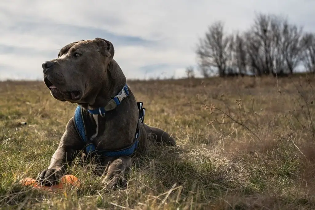 a photo of an American bully on a hiking trail to show that American Bullies are good hiking dogs