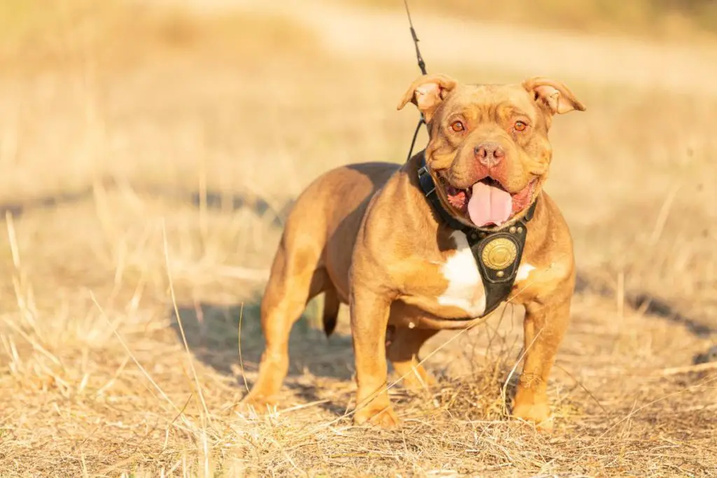 a photo of an American bully in a hunting area to show that it can be a hunting dog