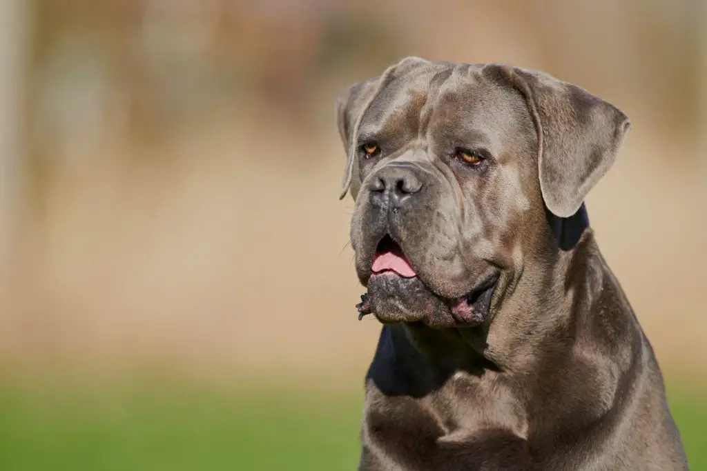 a photo of a Cane Corso to show at what age does a  Cane Corso's head split