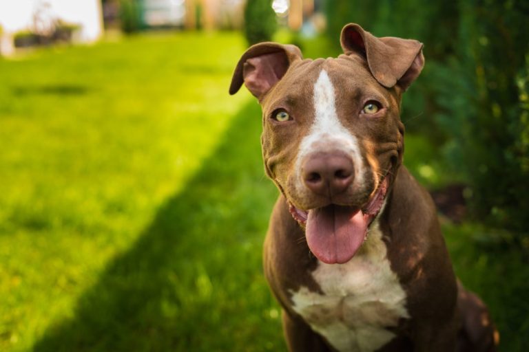 Can You Shave a Pit Bull? A Quick Step-by-Step Guide to Shaving Your Pit Bull
