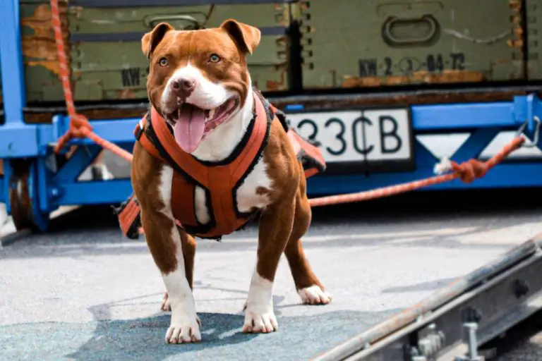 Can A Pit Bull Be A Service Dog? A Guide to Owners & Landlords