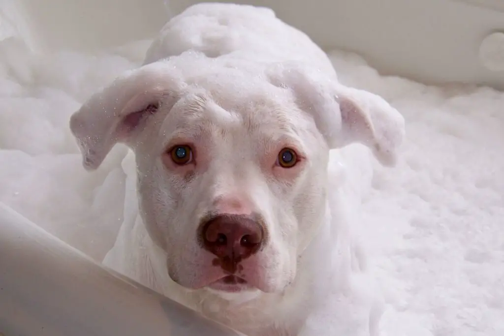 a photo of a pit bull bathing to the show the best shampoos for pit bulls