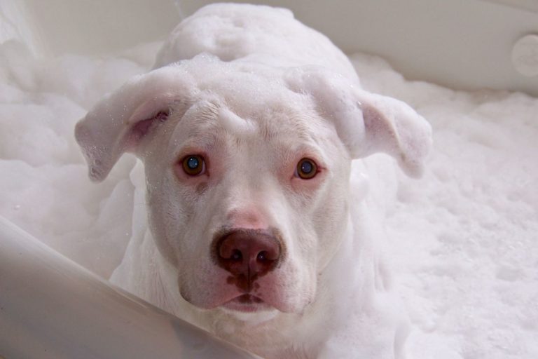 The 5 Best Shampoos for Pit Bulls in 2022 – Real Reviews By Owners