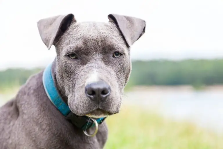 The Grey Pit Bull – Characteristics, Variations, and Key Facts