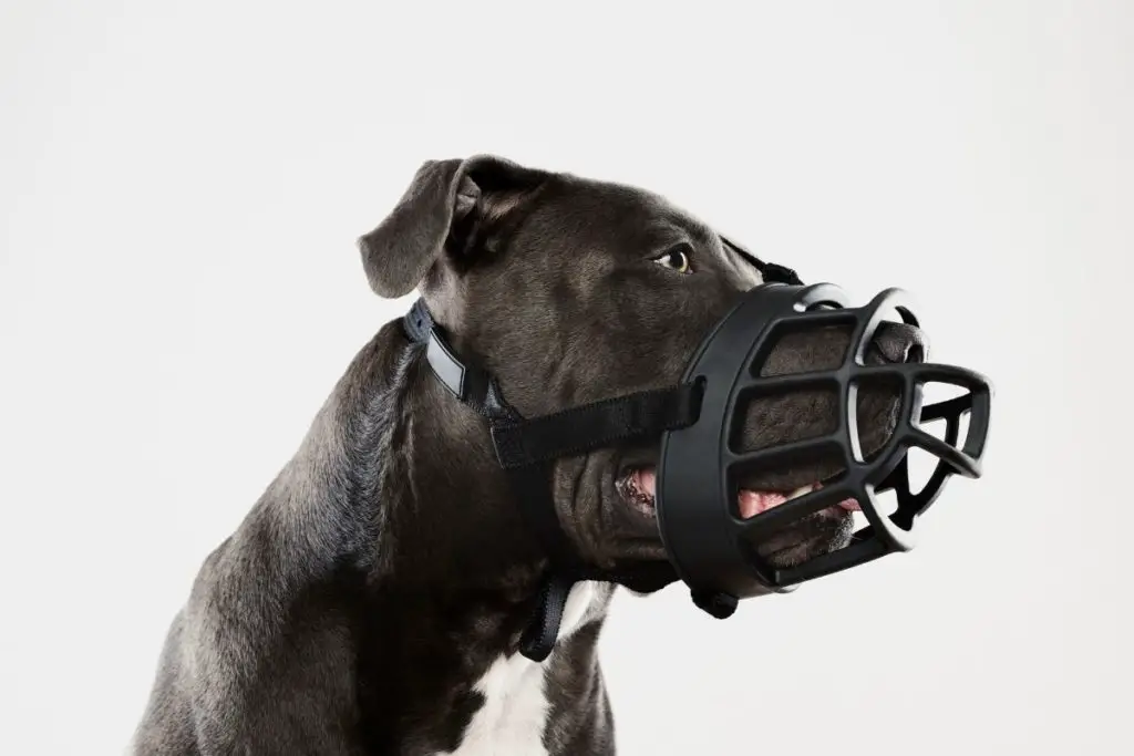 a photo o a pit bull in a muzzle to show the best muzzles for pit bulls