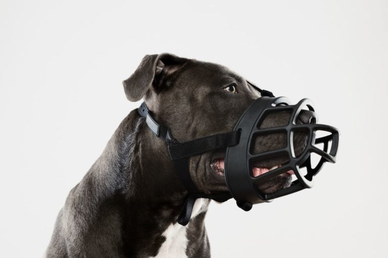 The 5 Best Muzzles for Pit Bulls in 2022 – Safe & Comfortable Muzzles