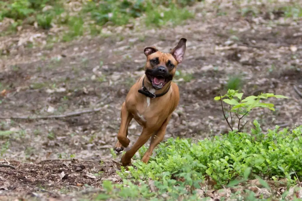 a photo of a pit bull running to show how fast it can run