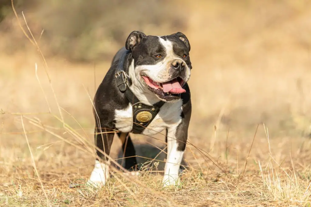 a photo of an American bully wearing a harness to show the best harnesses for American bullies