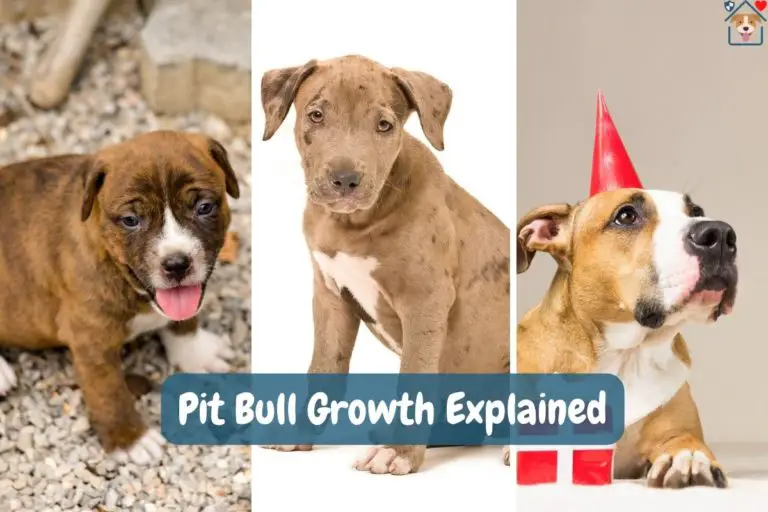 When Does a Pit Bull Stop Growing? Pit Bull Growth & Weight Chart