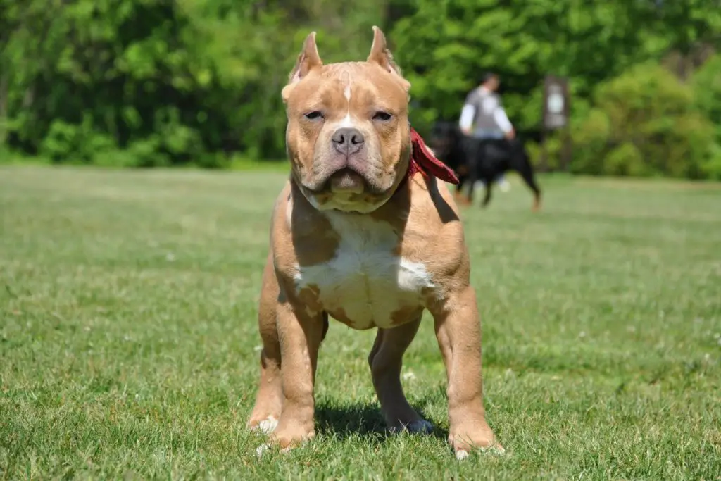 a photo of an American bully to show why your American bully doesn't bark