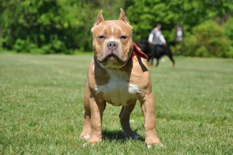 Why Doesn’t Your American Bully Bark? 7 Reasons + Training Guide