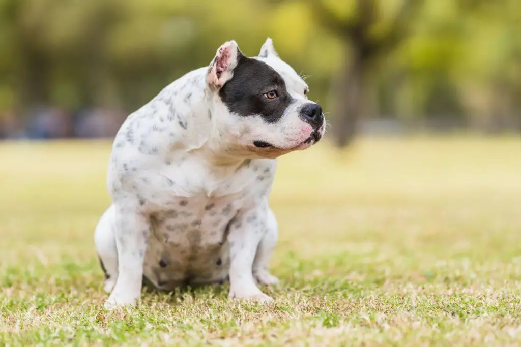 a photo of an American bully to show if their ears do stand up
