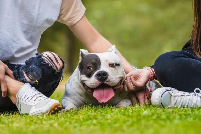 Why Does Your American Bully Snort? 10 Reasons and Solutions